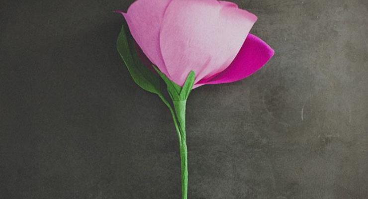 Одна роза по 350 грн: Как в Мелитополе продают цветы к 8 марта
