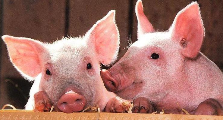 Украина скупает свинину в Польше – Госстат