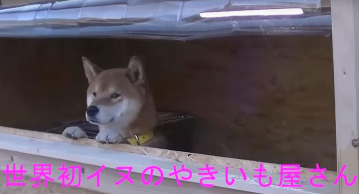 Собака-бизнесмен: В Японии пес продает уличную еду - видео