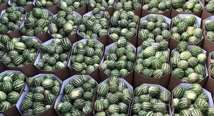Украина начинает сезон экспорта арбузов: Херсонские стоят 5-7 грн/кг