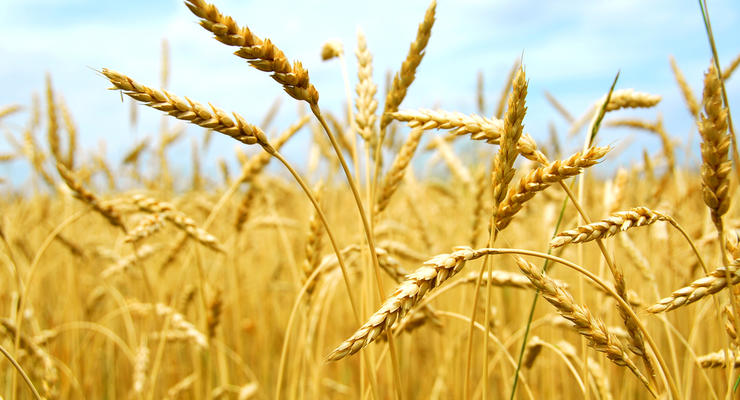 Украина обновила рекорд по урожаю зерновых