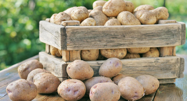 Украина импортировала рекордное количество картофеля
