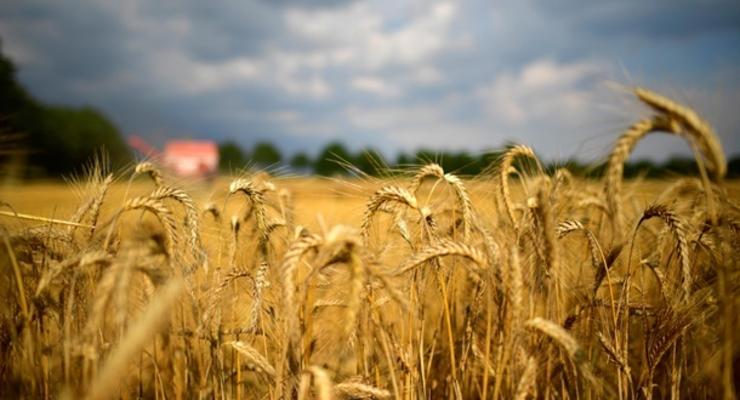 Украина вчетверо нарастила экспорт зерна за 10 лет