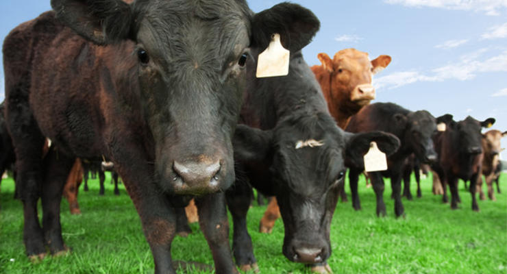 Минэкономики предлагает платить фермерам за выращивание коров