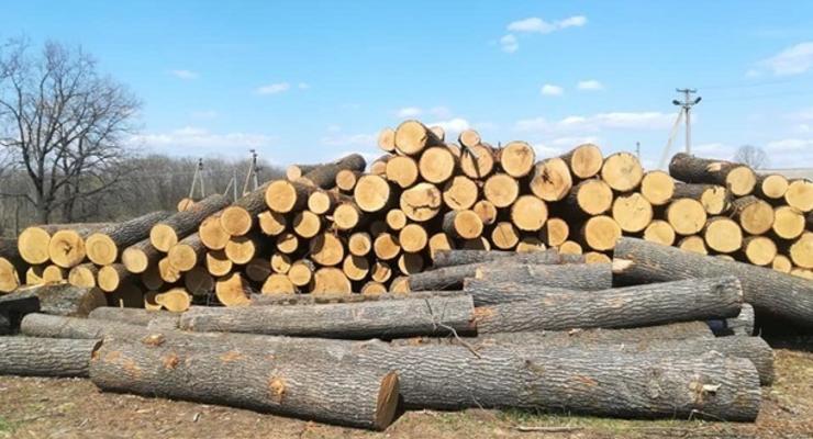 В Украине резко выросла незаконная вырубка лесов