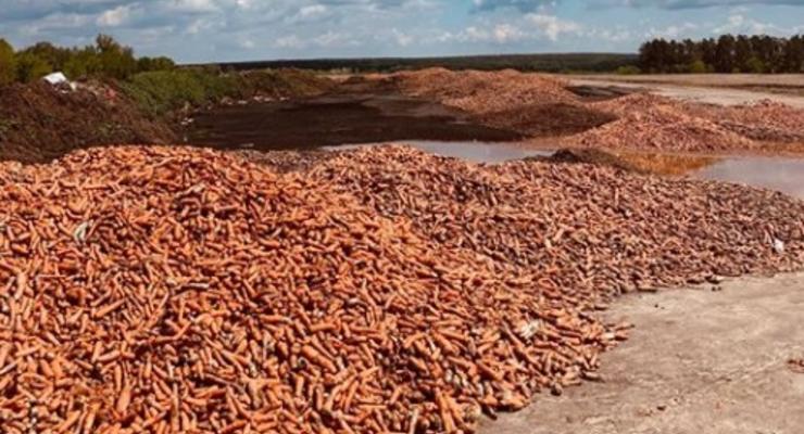 На Киевщине обанкротившийся фермер выбросил тонны моркови (Видео)