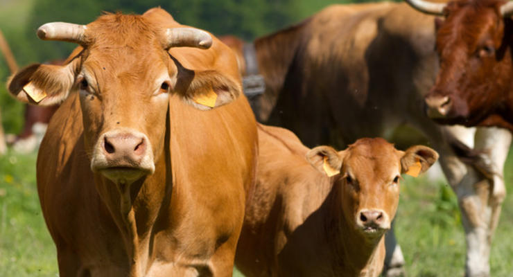 В Украине уменьшается поголовье сельскохозяйственных животных - Госстат