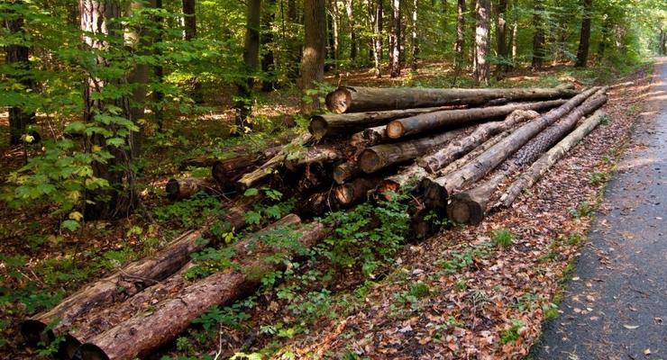 Назван ущерб от незаконной рубки леса в Украине с начала года