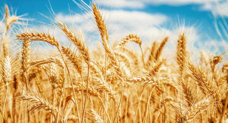 В Украине могут снизить ставку НДС для аграриев до 14%: Подробности