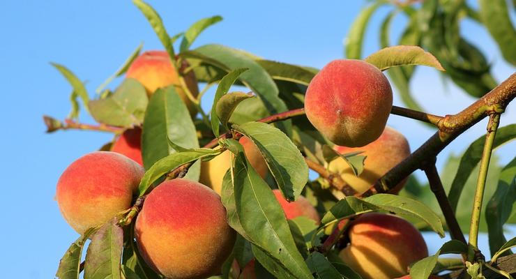 Цены на персики в Украине выросли: где дешевле