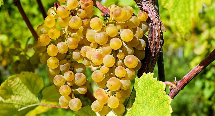 Цены на виноград в Украине снизились: какая стоимость