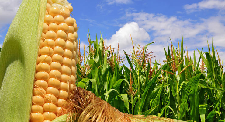 Минагрополитики спрогнозировало рекордный урожай кукурузы в Украине