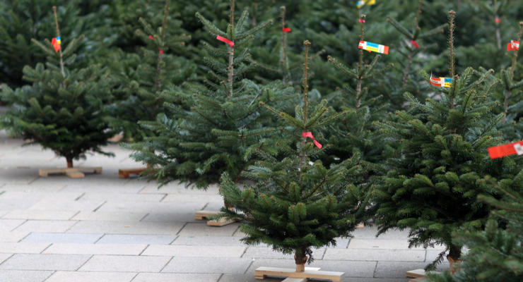 Где купить новогоднюю елку в Киеве: ответ
