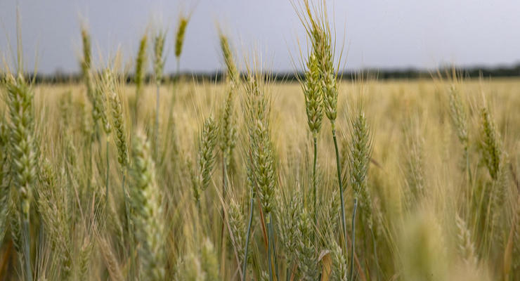 Росія постачає до Сирії викрадене українське зерно
