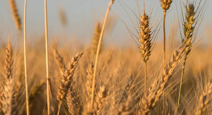 Єгипет розірвав контракт на постачання українського зерна