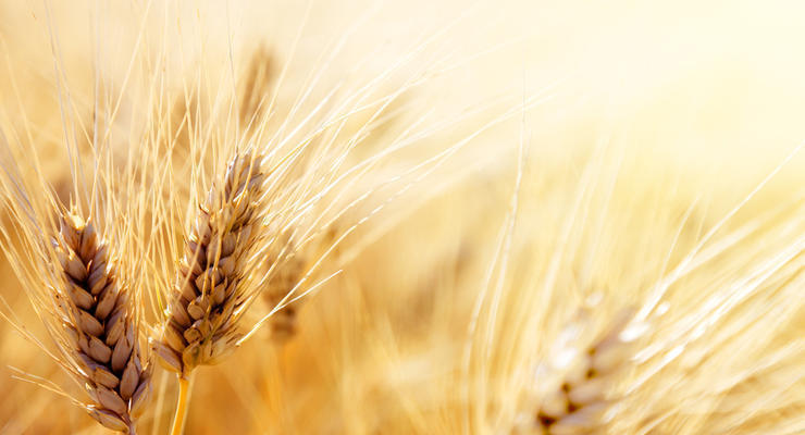 Україна готова до експорту зерна - Зеленський