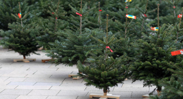 В Киеве открылись новогодние ярмарки: сколько стоят елки