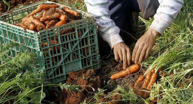 Морква в Україні дорожчає: ціни