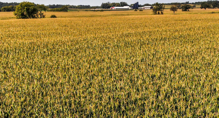 Урожай зерновых в Украине сократится: причины