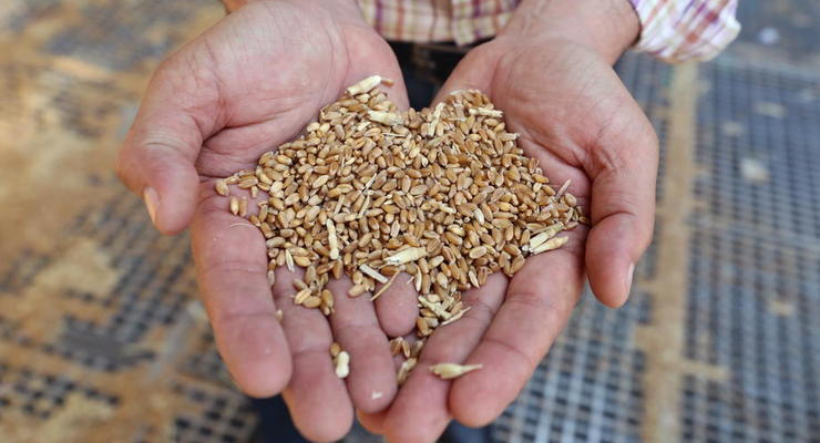 Словакия запретила продажу и переработку украинского зерна