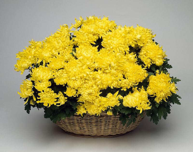 Хризантема или Chrysanthemum / Getty Images