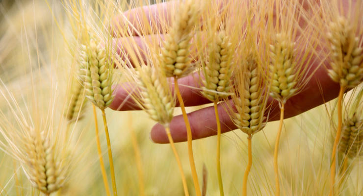 Мировые цены на пшеницу снизились после продления "зернового соглашения"