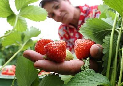 Сезон клубники в Украине: сколько стоит ягода
