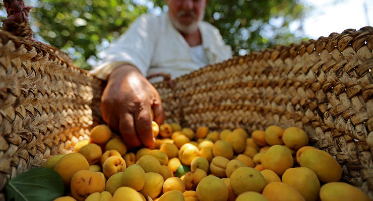Сколько стоит смородина и абрикосы в Украине: цифры