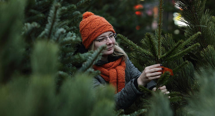 Цены на елки в Украине: сколько будет стоить новогоднее дерево
