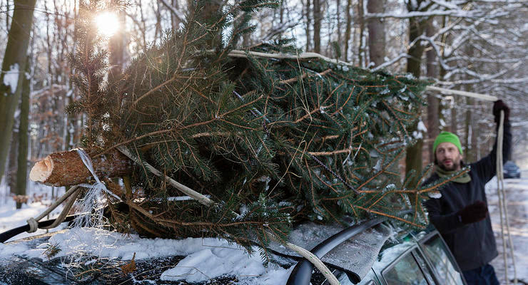 Штрафы за незаконную вырубку елок в Украине: цифры