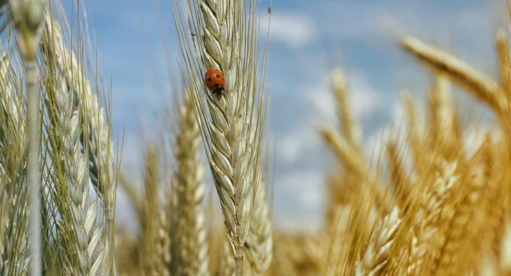 Урожайність зернових в Україні б'є рекорди