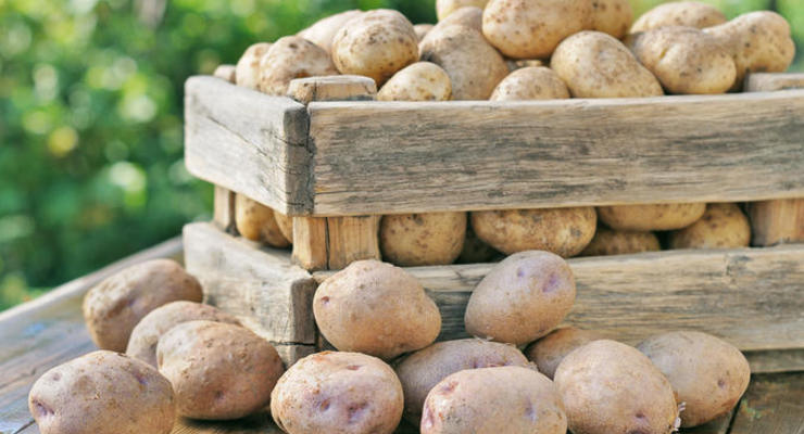 Ціни на картоплю в Україні зростають