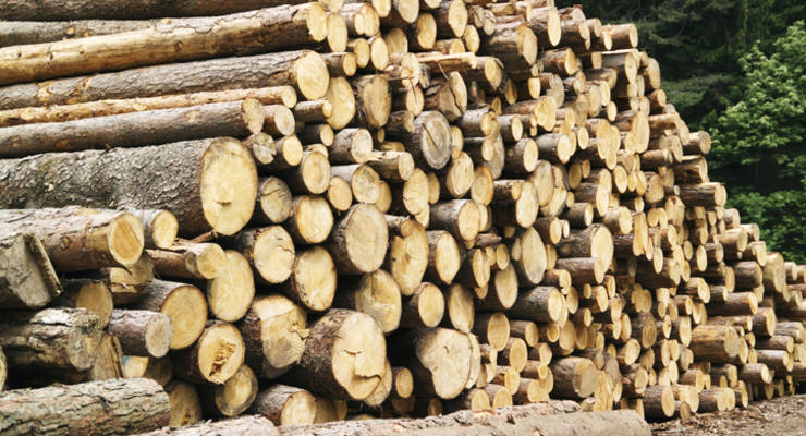Польща пропускає до ЄС підсанкційну деревину з Білорусі: деталі